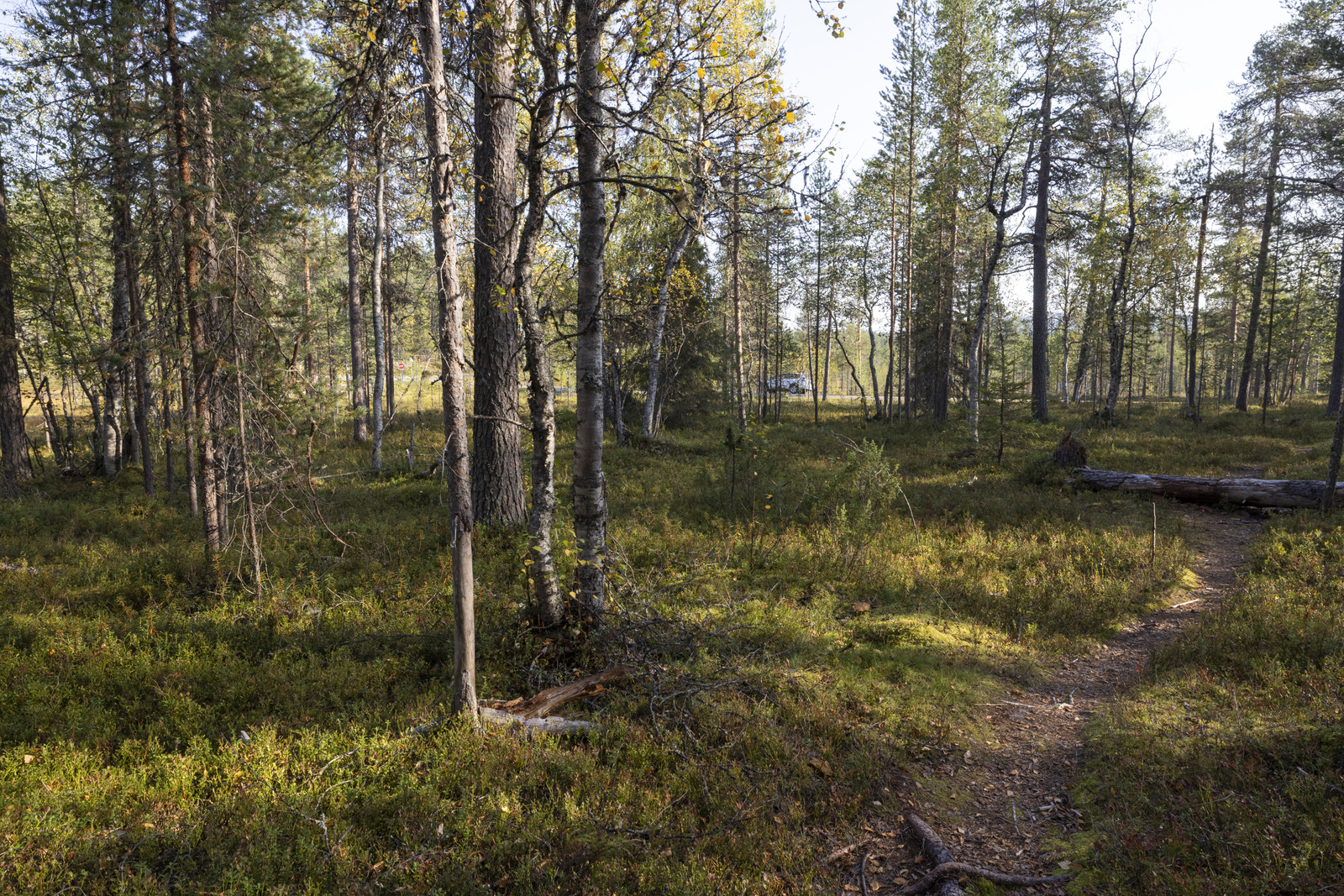 Tontilla kasvaa sekapuustoa.