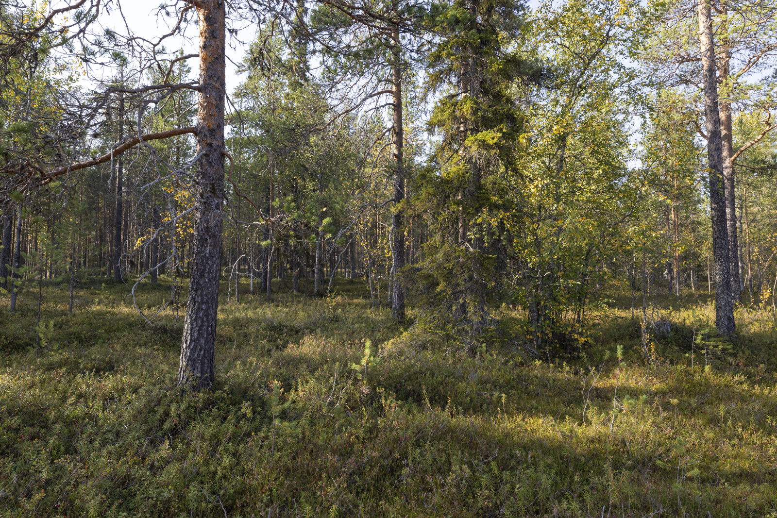 Tontilla kasvaa sekapuustoa.