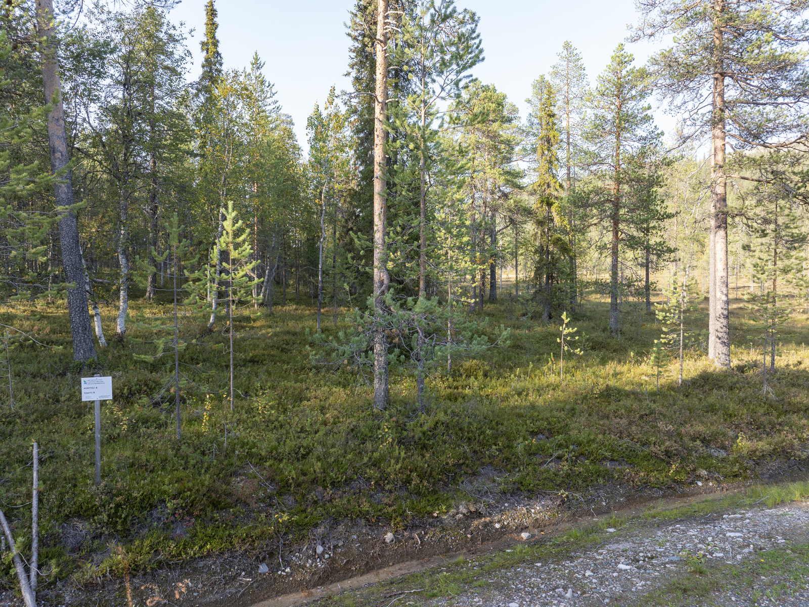 Tontilla kasvaa sekapuustoa.