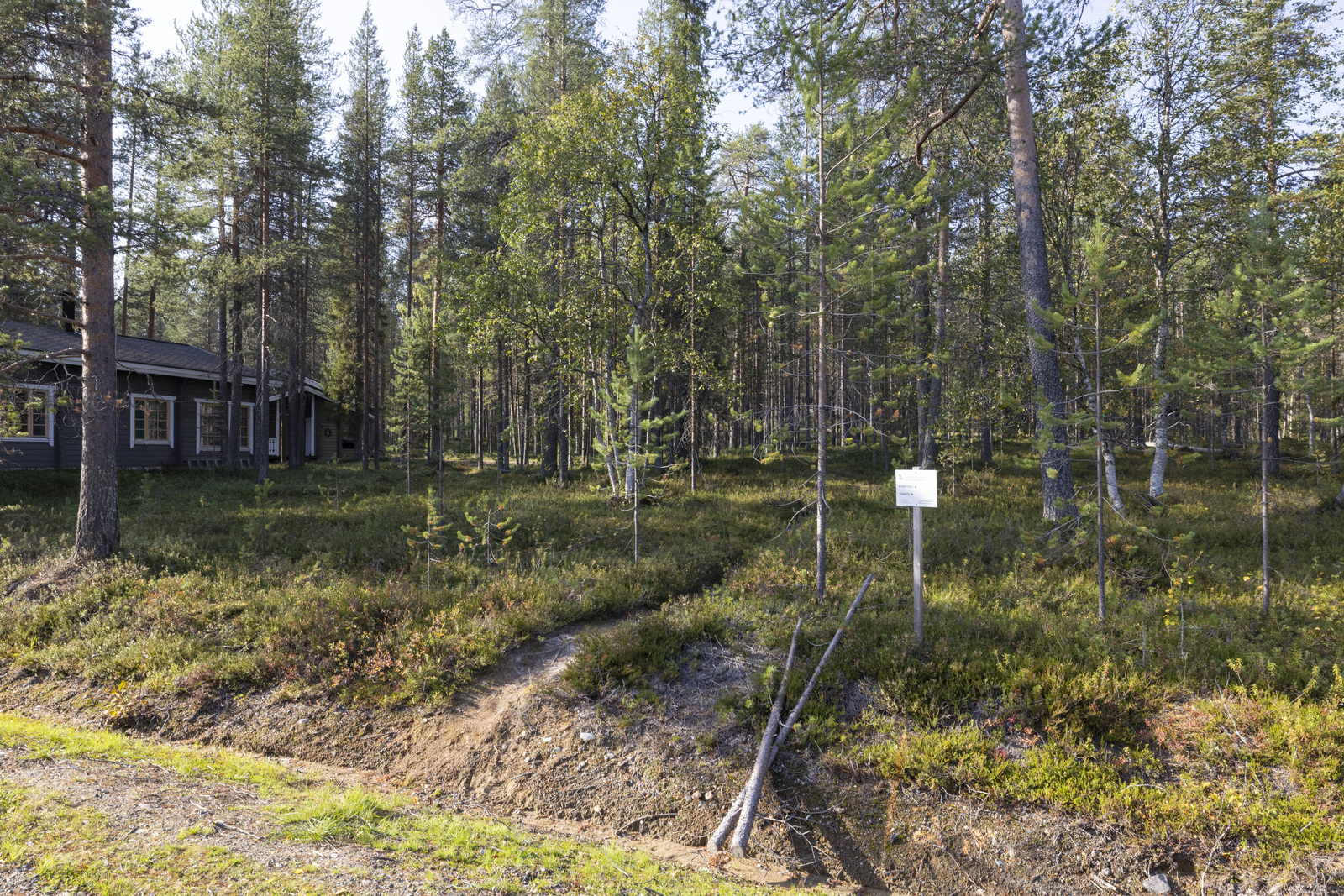 Tontilla kasvaa sekapuustoa.