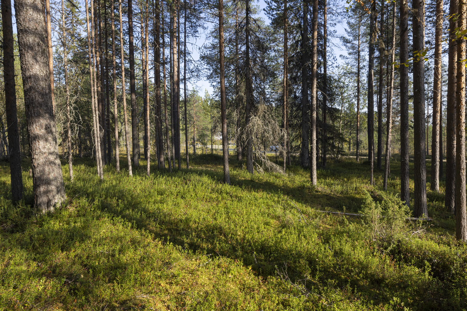 Tontilla kasvaa puolukkaa, mustikkaa ja suopursua.