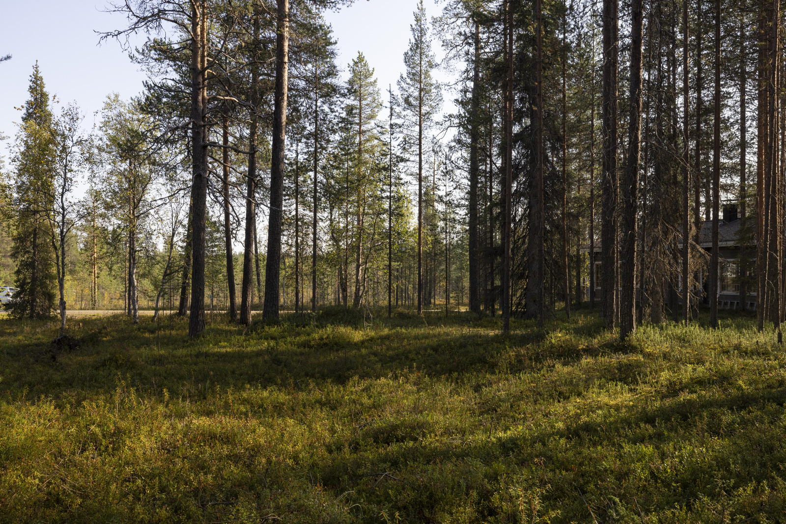 Tontilla kasvaa sekapuustoa.