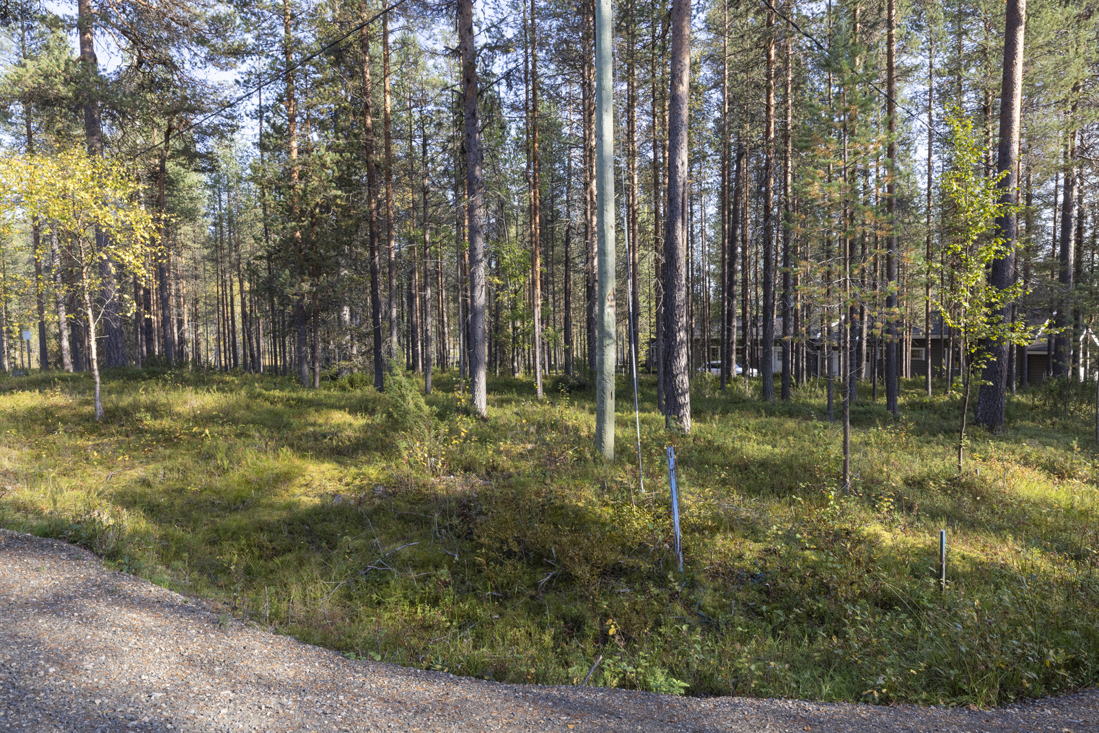 Tontilla sekapuustoa.