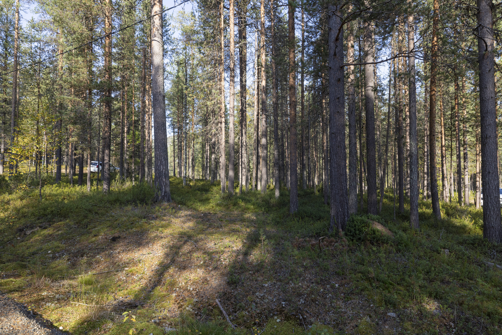 Tontilla sekapuustoa.