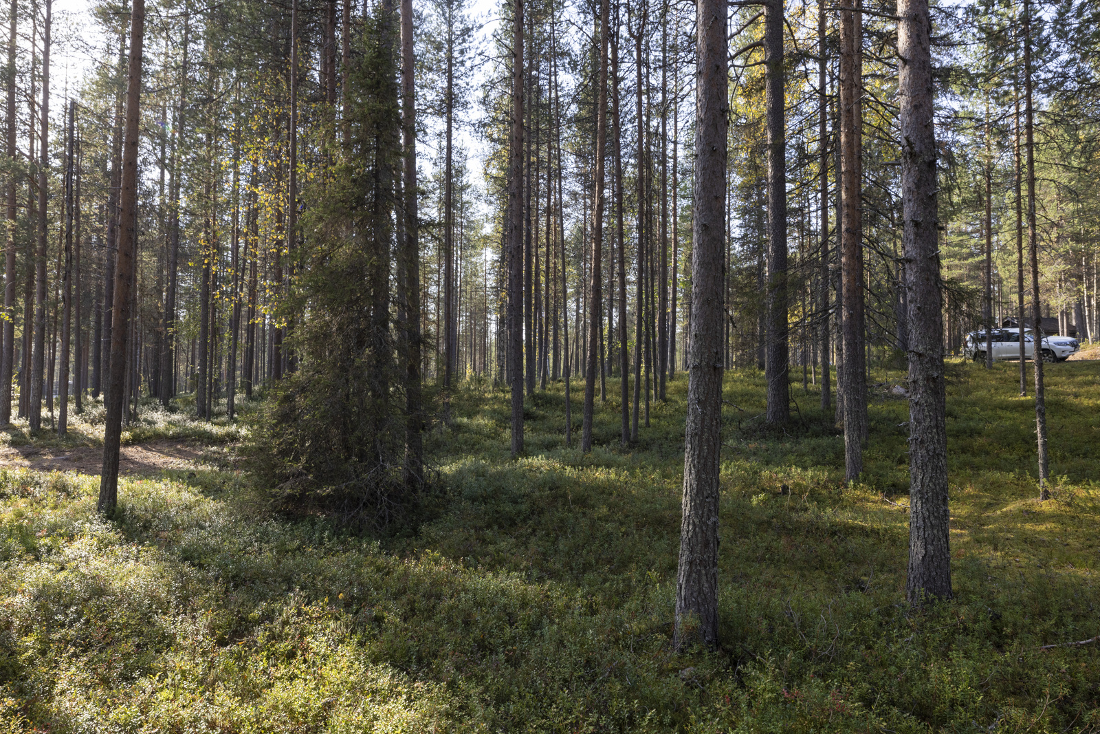 Tontilla kasvaa mustikkaa, puolukkaa ja suopursua.