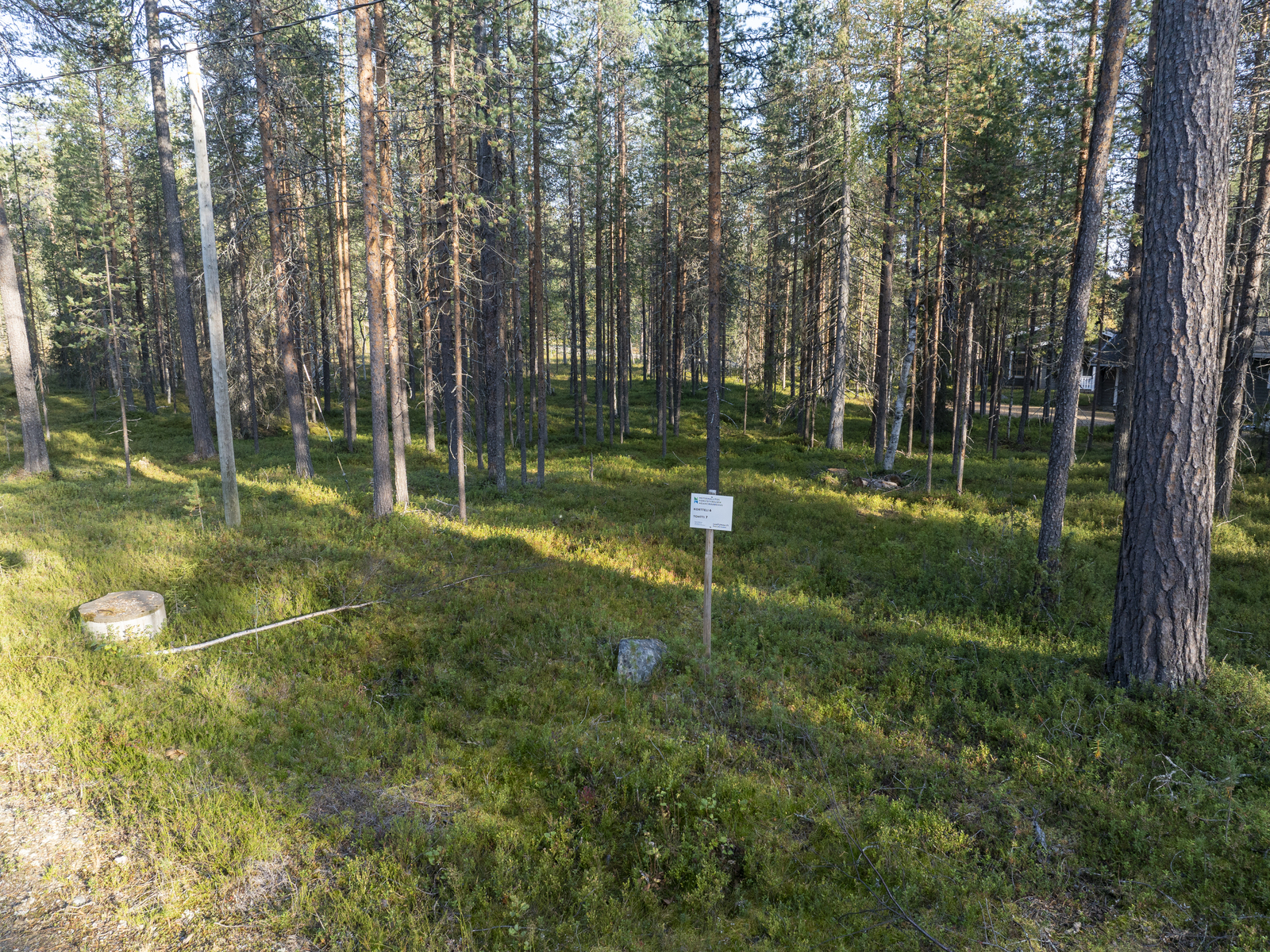 Tontilla sekapuustoa.