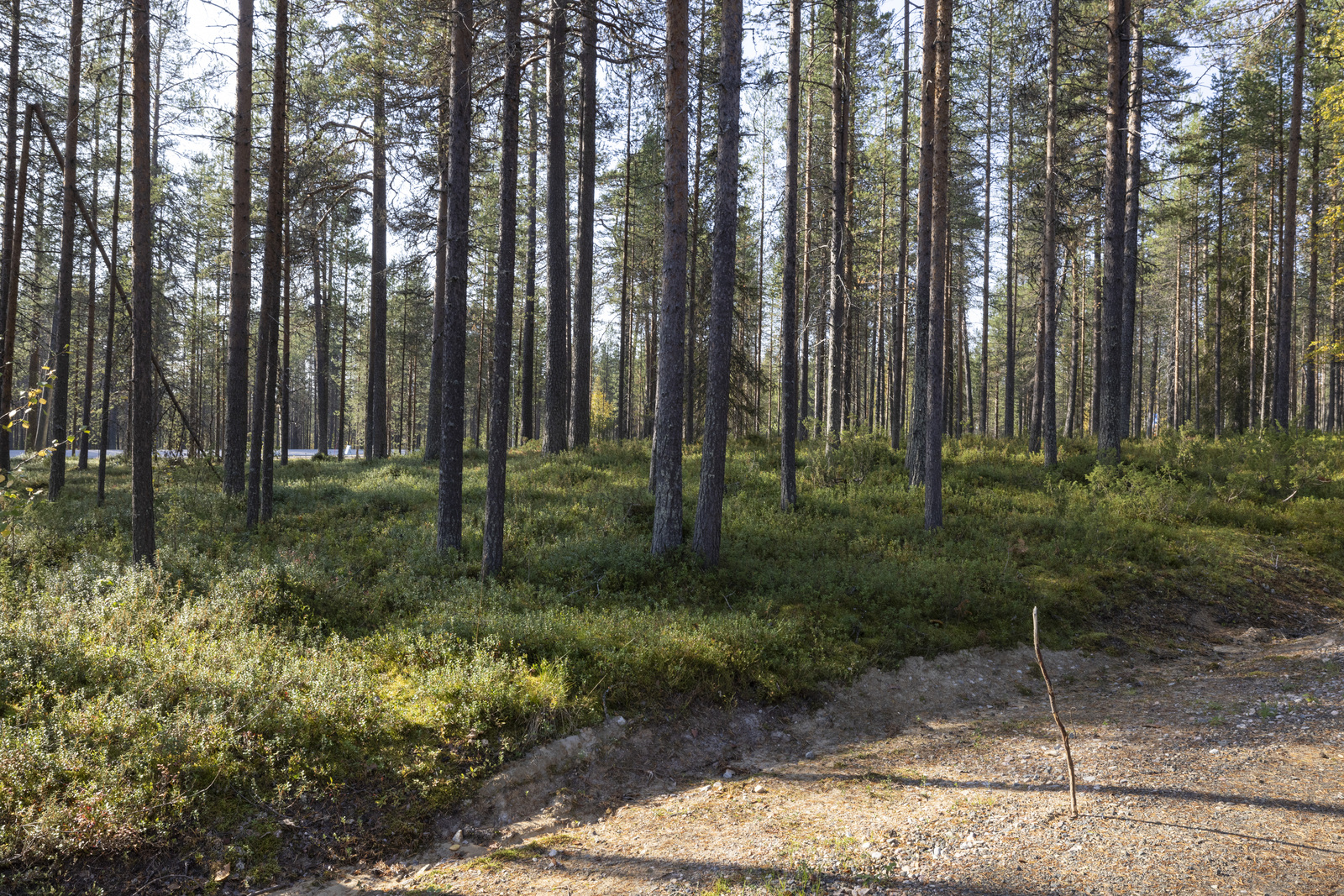 Tontilla kasvaa pääosin mäntyä.
