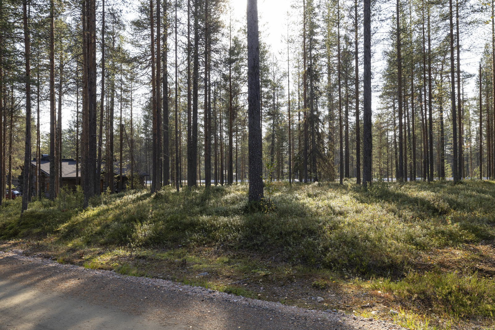 Tontilla kasvaa pääosin mäntyä.