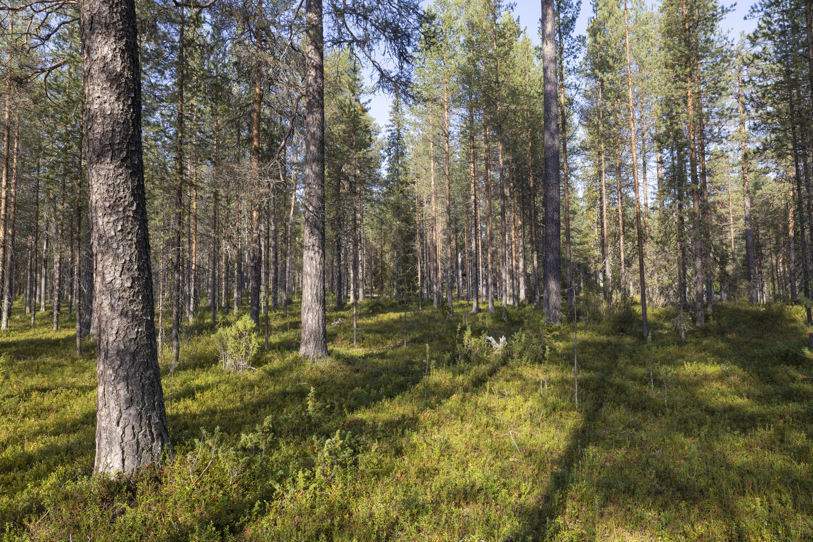 Tontilla kasvaa katajaa, puolukkaa ja mustikkaa.