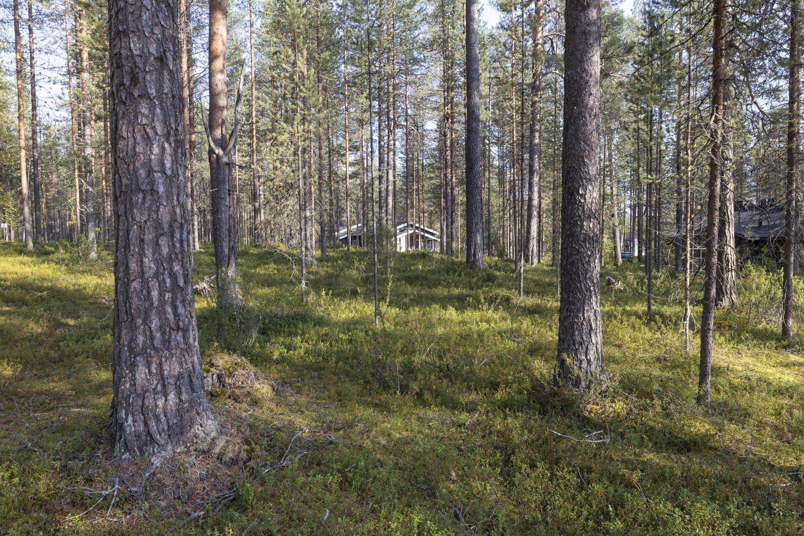 Tontilla kasvaa katajaa, puolukkaa ja mustikkaa.