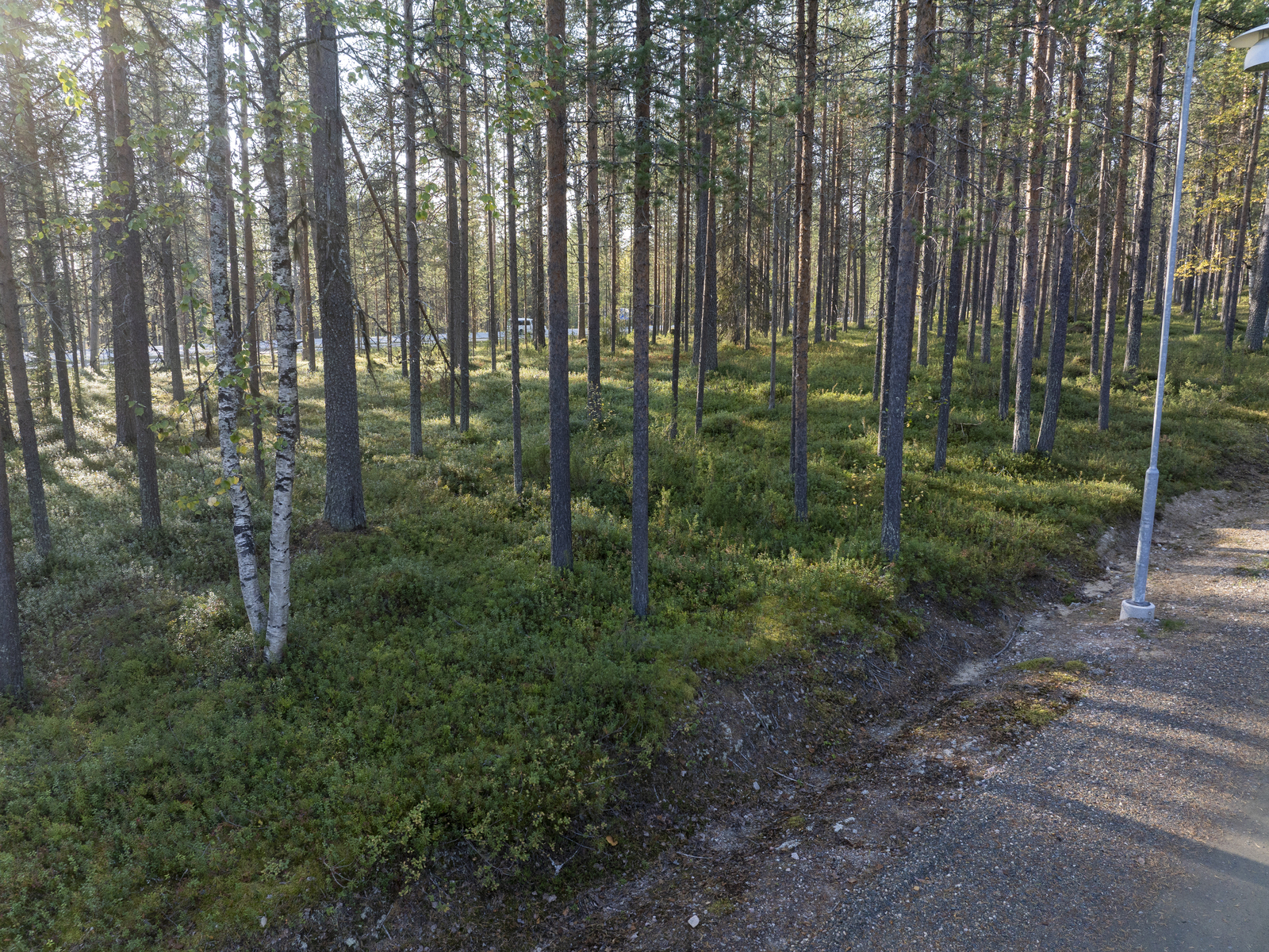 Tontilla kasvaa katajaa, puolukkaa ja mustikkaa.