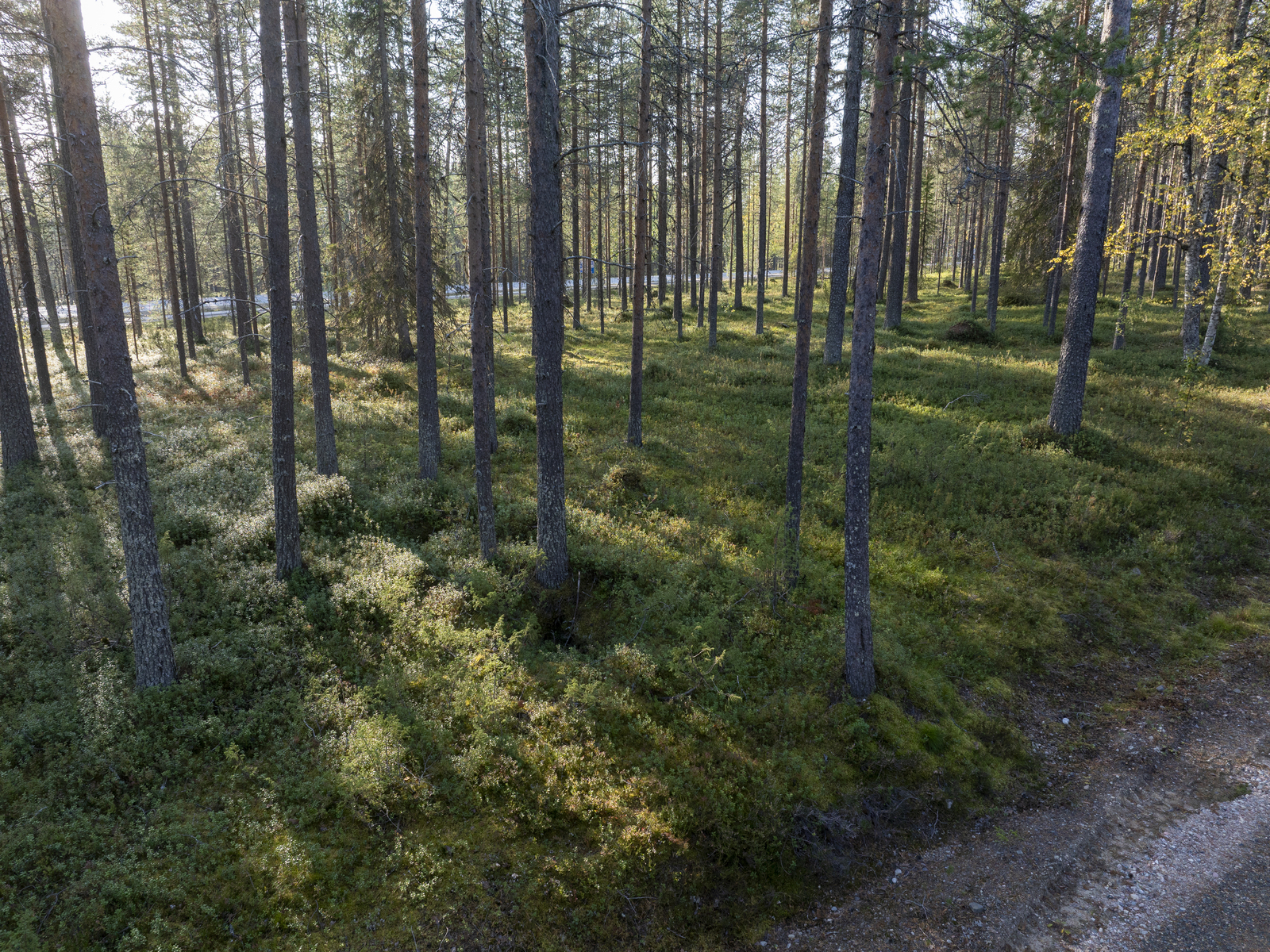 Tontilla kasvaa pääosin mäntyä.