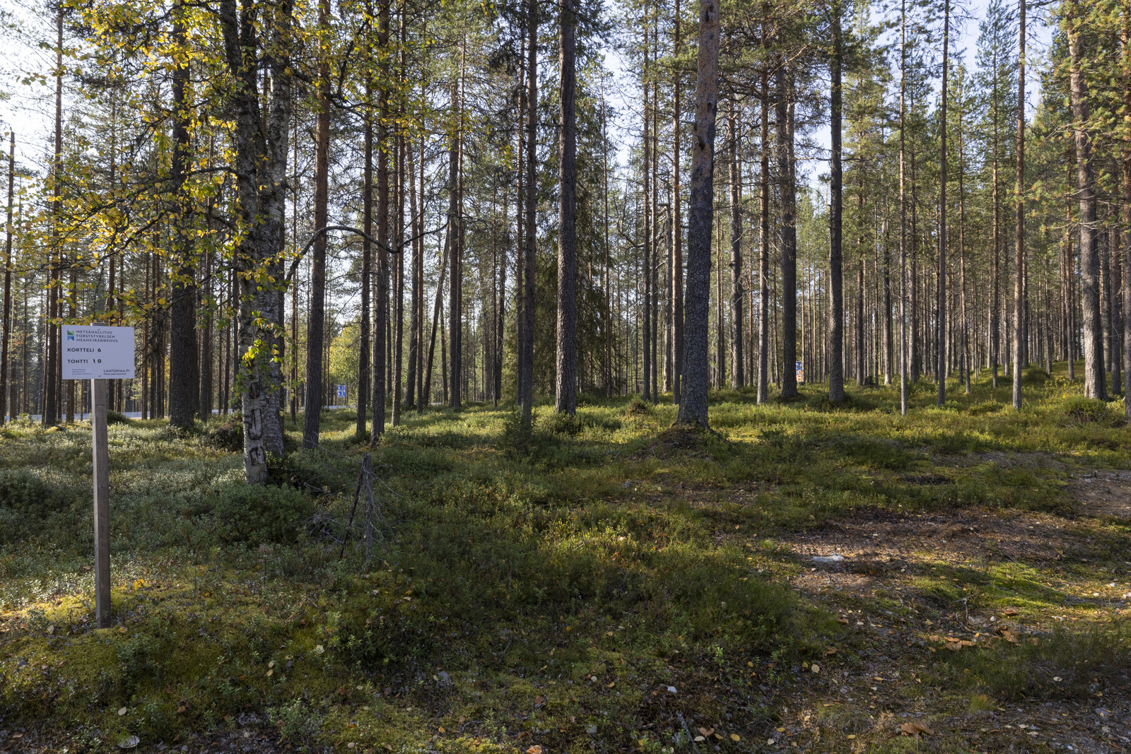 Tontilla kasvaa pääosin mäntyä.