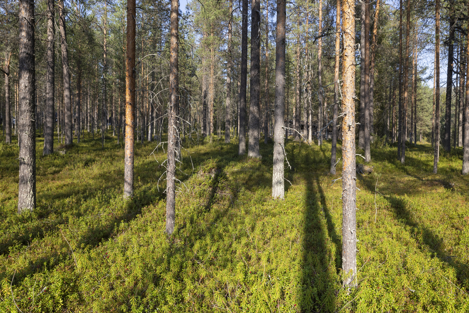 Tontilla kasvaa pääosin mäntyä.