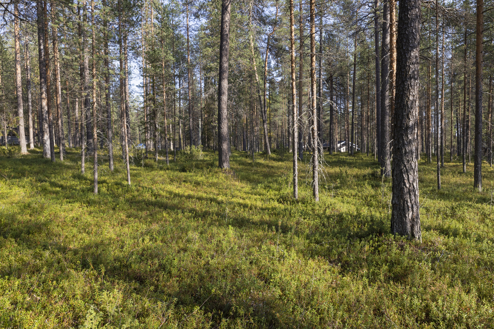 Tontilla kasvaa mustikkaa, puolukkaa ja suopursua.