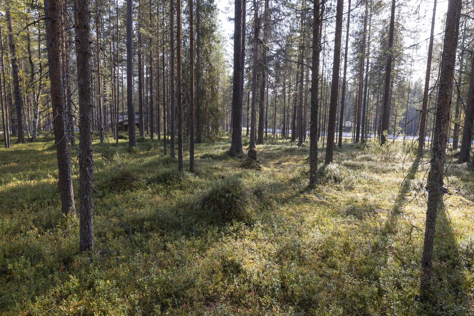 Tontilla kasvaa pääosin mäntyä.