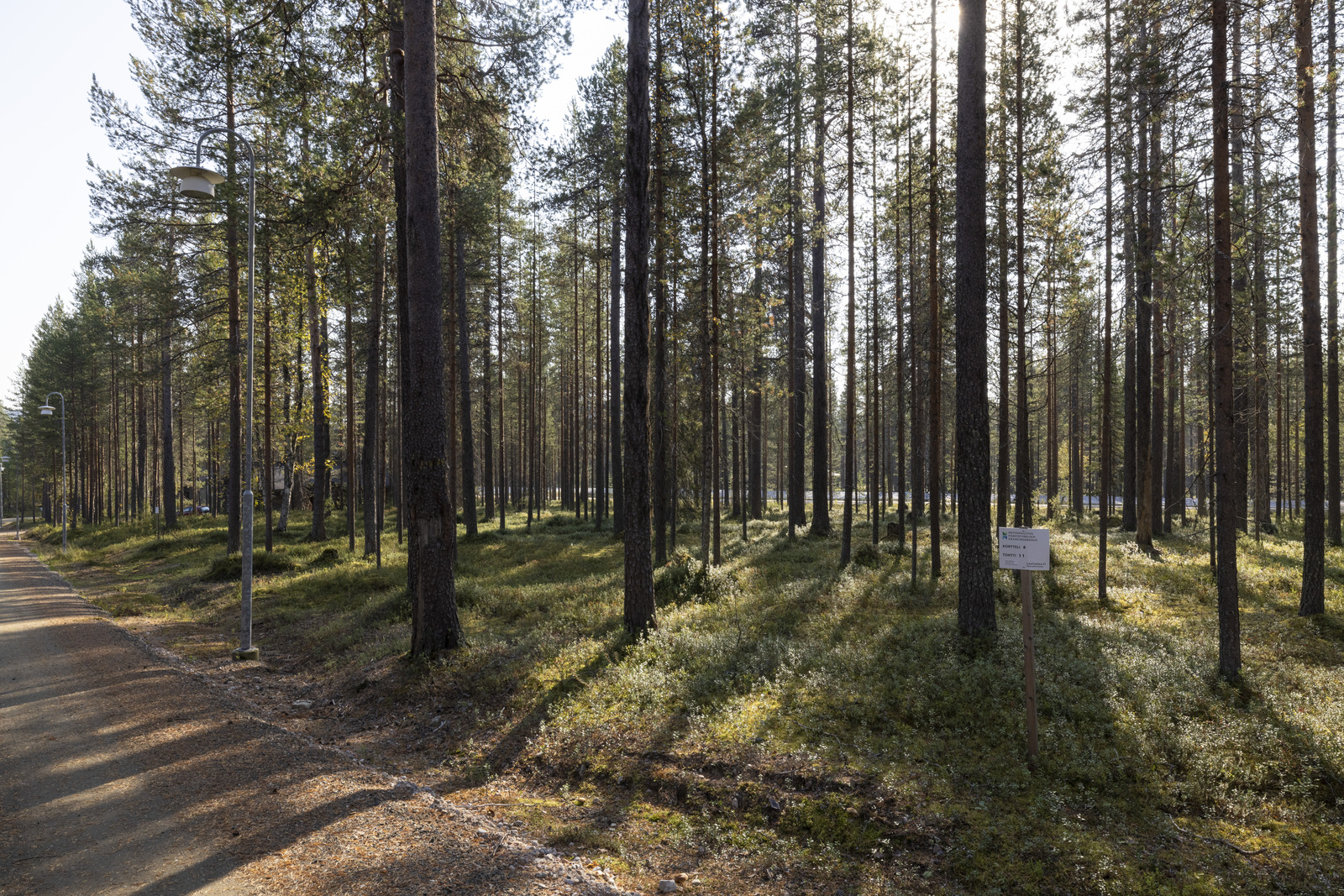 Tontilla kasvaa mustikkaa, puolukkaa ja suopursua.