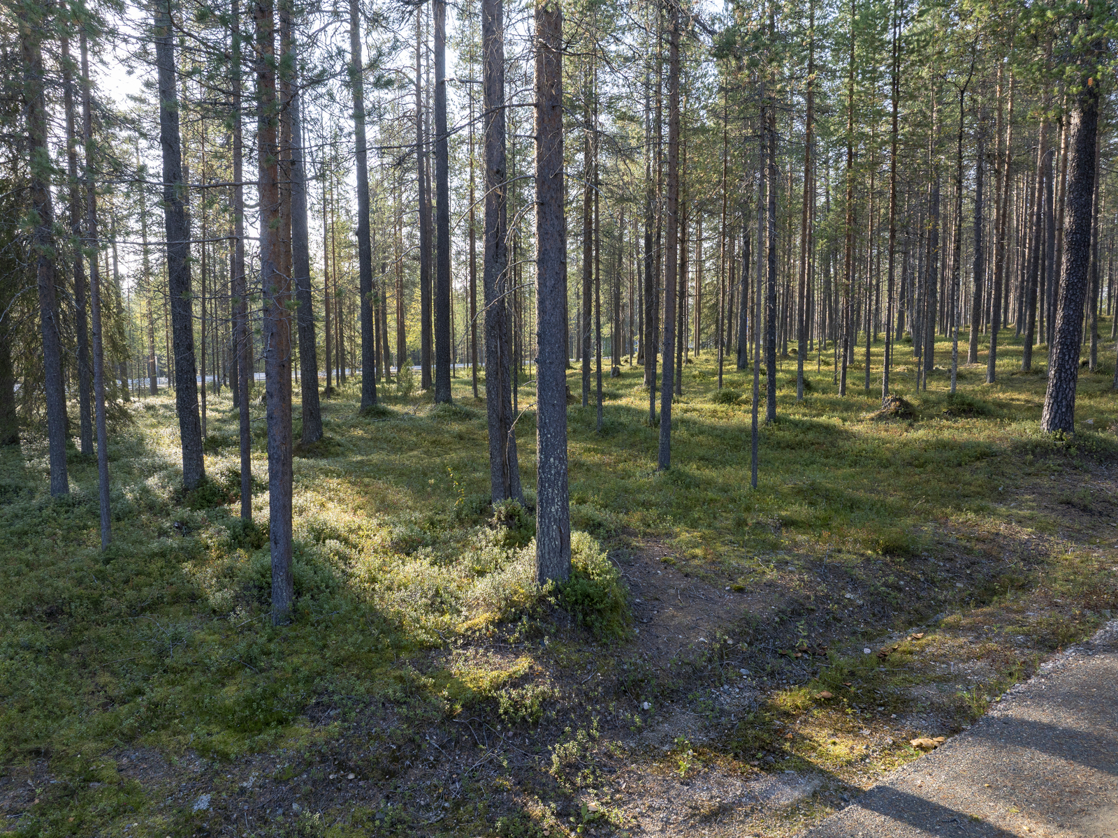 Tontilla kasvaa pääosin mäntyä.