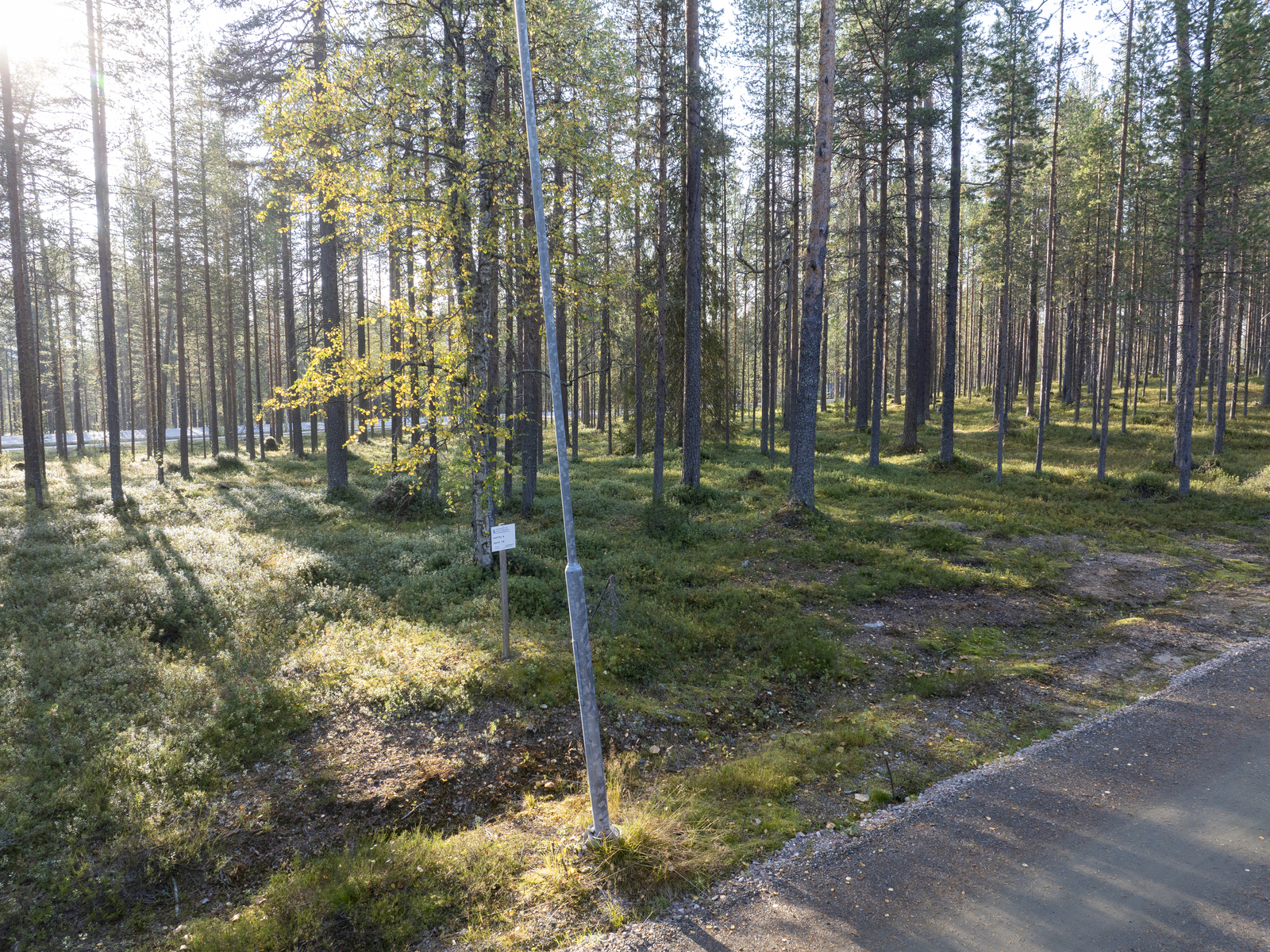 Tontilla kasvaa mustikkaa, puolukkaa ja suopursua.