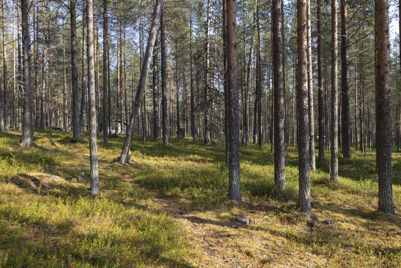 Tontilla kasvaa pääosin mäntyä.