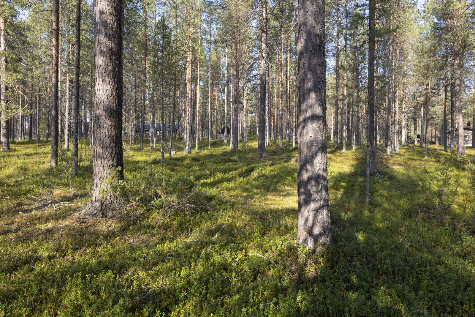 Tontilla kasvaa puolukkaa ja suopursua.