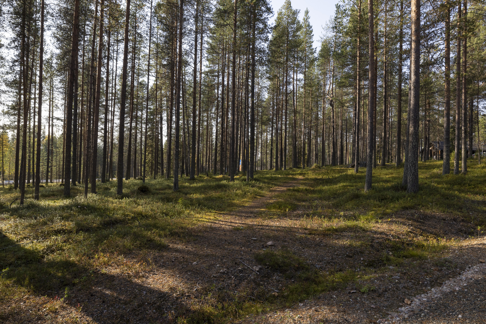 Tontilla kasvaa pääosin mäntyä.