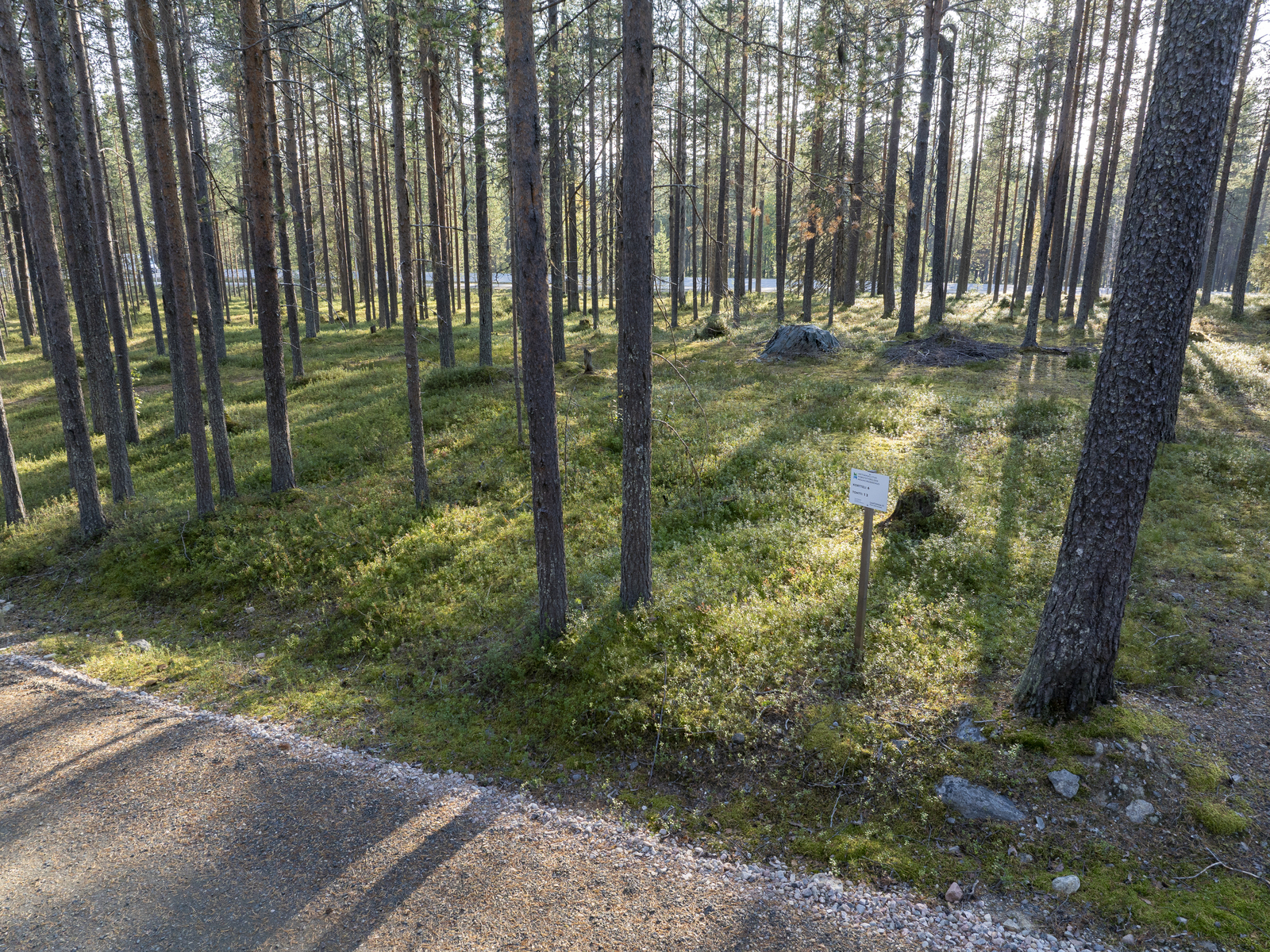 Tontilla kasvaa pääosin mäntyä.