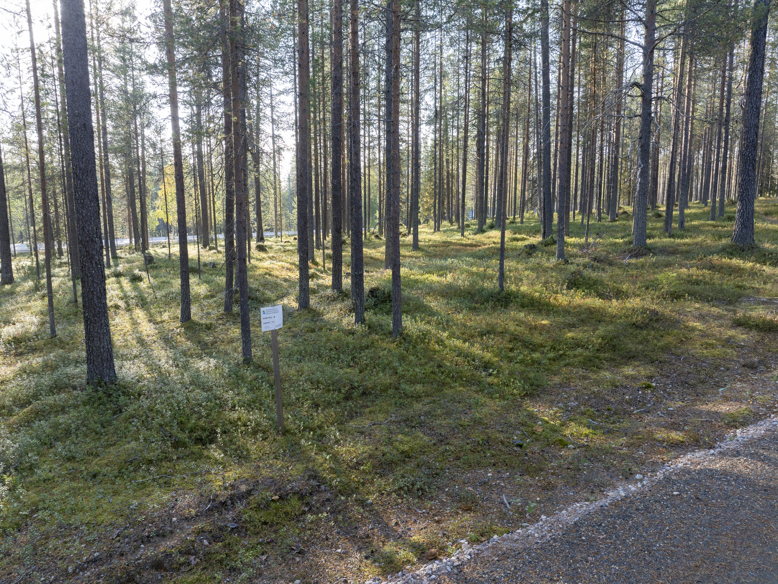 Tontilla kasvaa puolukkaa, mustikkaa ja suopursua.