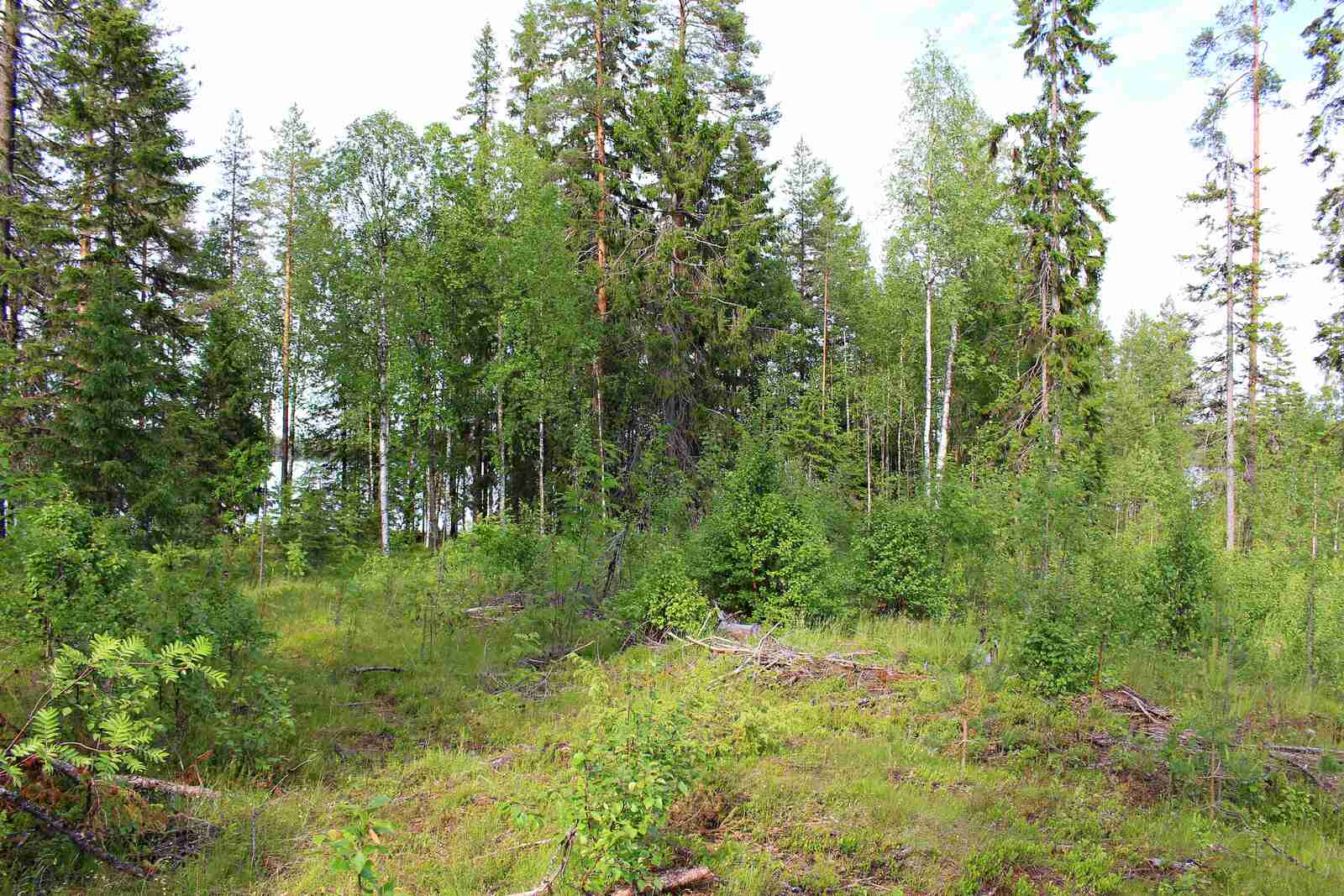 Sekapuustoista metsää, etualalla kasvaa heinikkoa ja lehtipuun taimia.