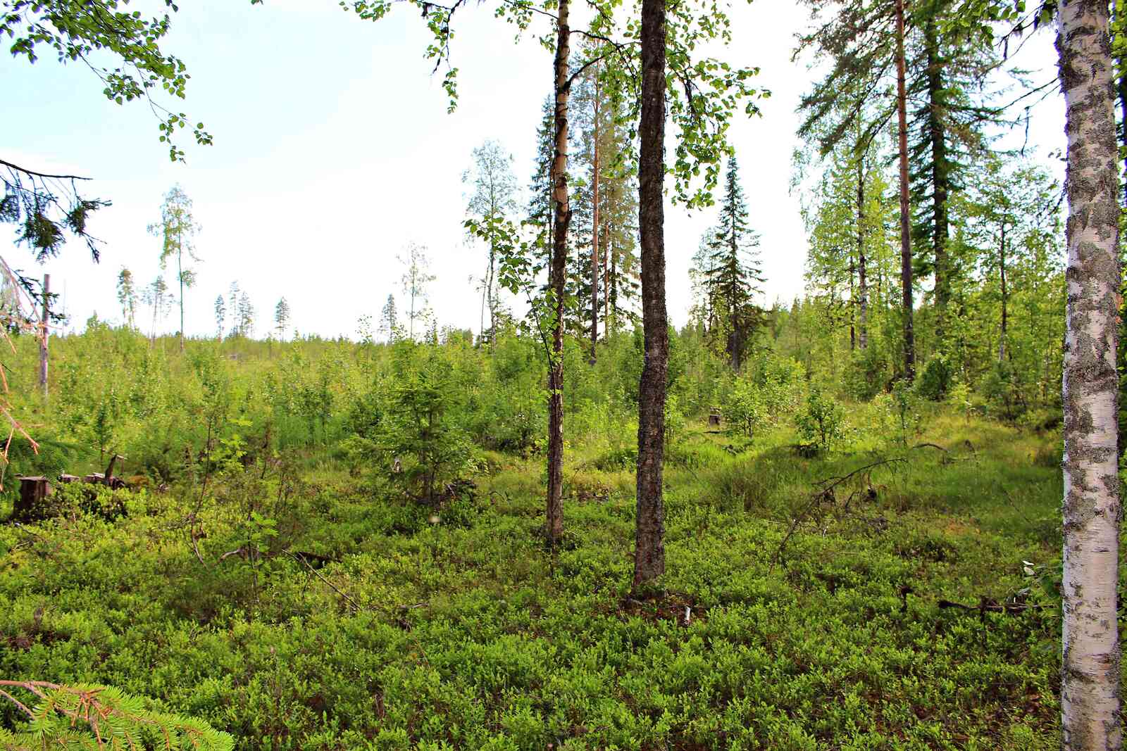 Auringossa kylpevää taimikkoa, muutama järeämpi puu kuvassa, maassa kasvaa kunttaa.
