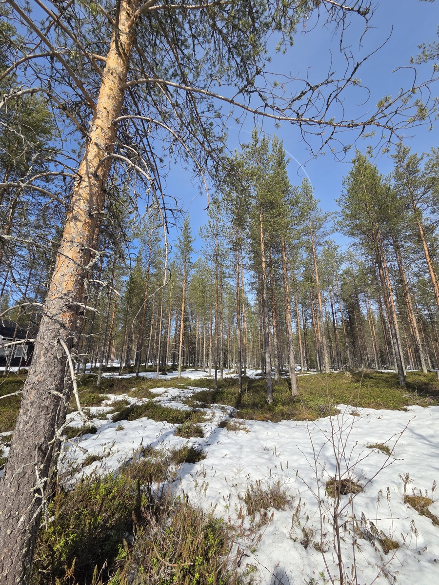 Keväistä sekametsää.