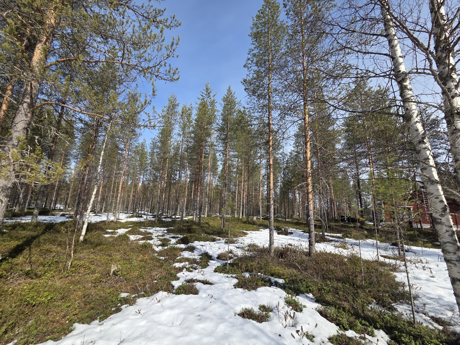 Keväistä sekametsää.