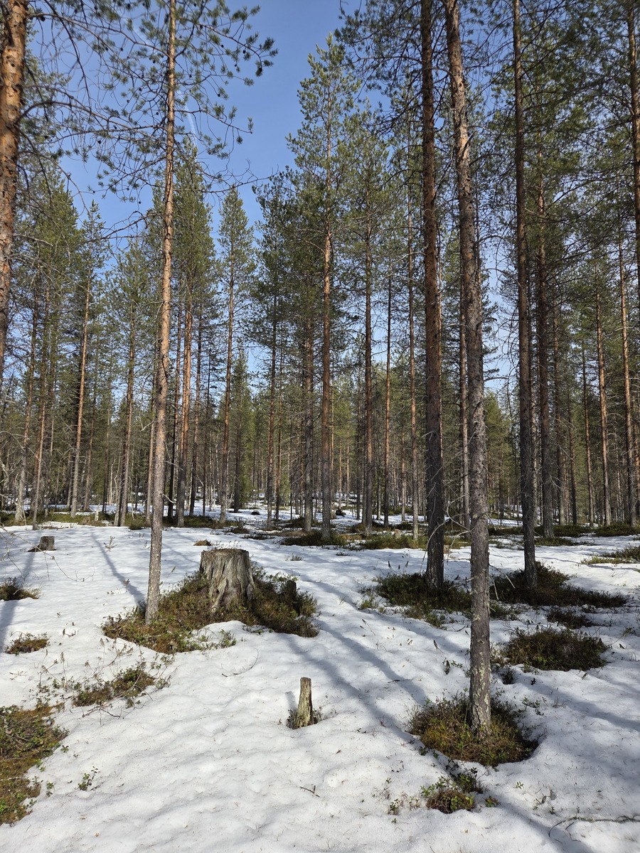 Keväistä sekametsää.