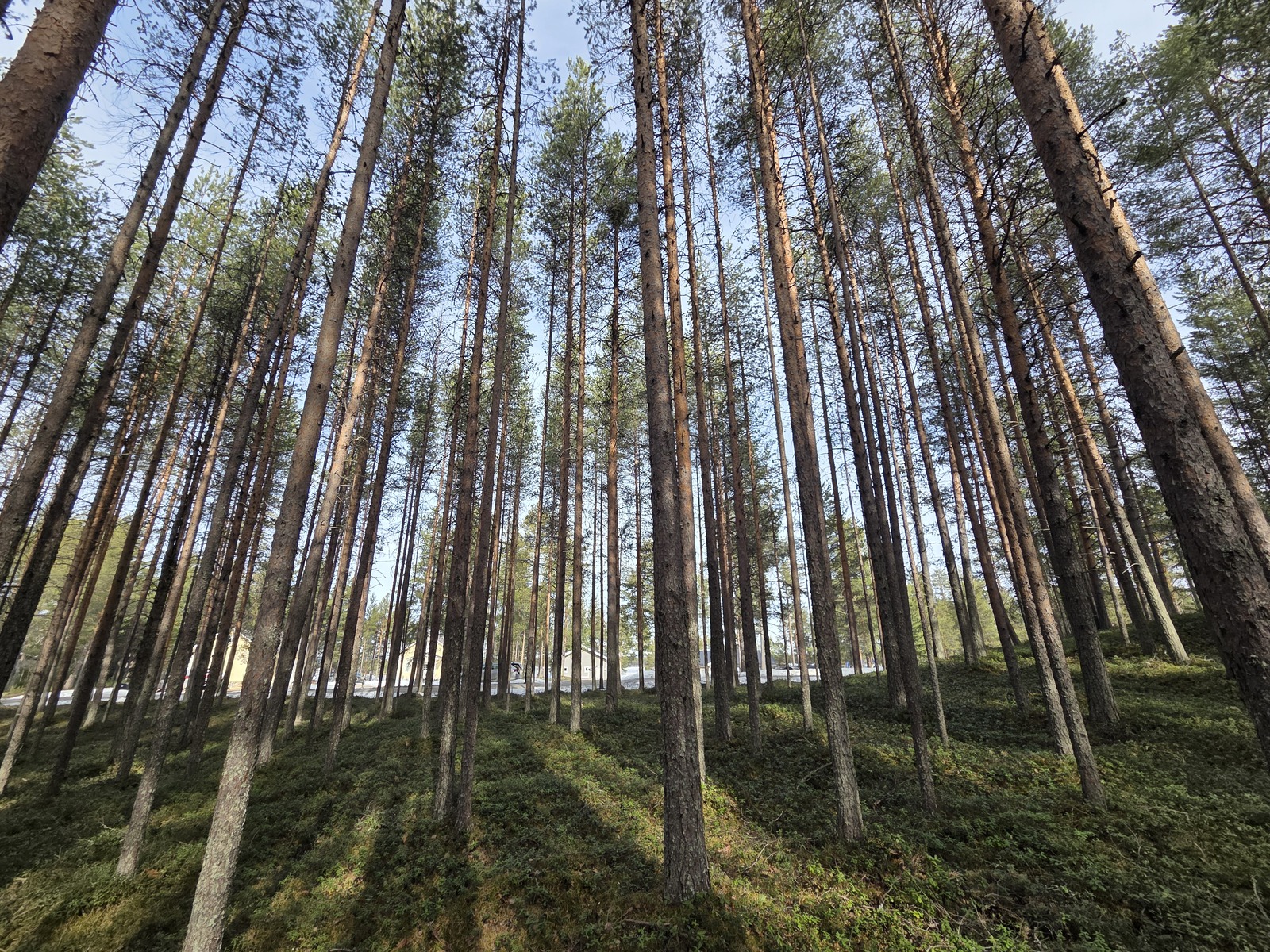 Kuva tontista. Aurinko paistaa mäntykankaalle.