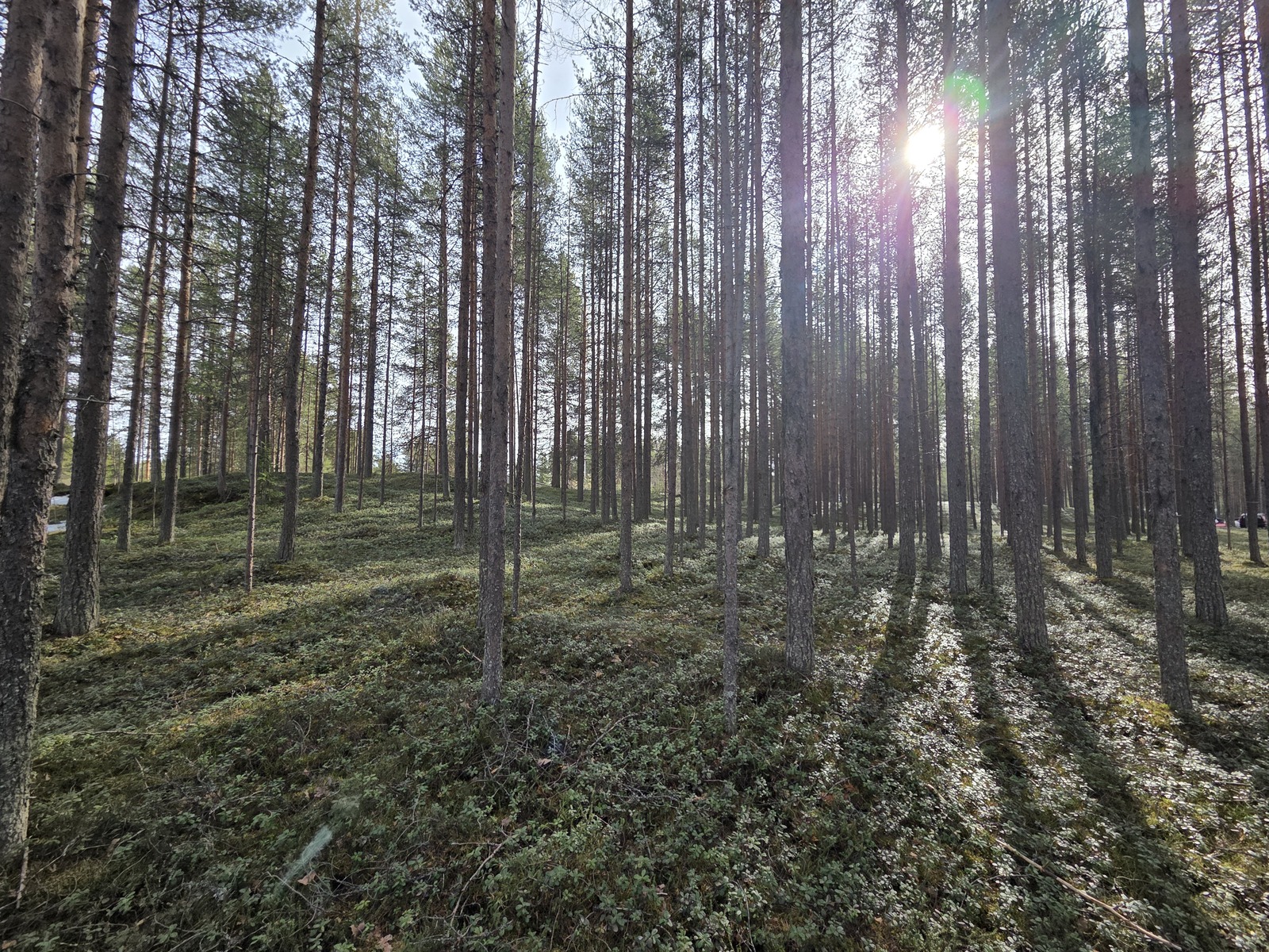 Kuva tontista. Aurinko paistaa mäntykankaalle.