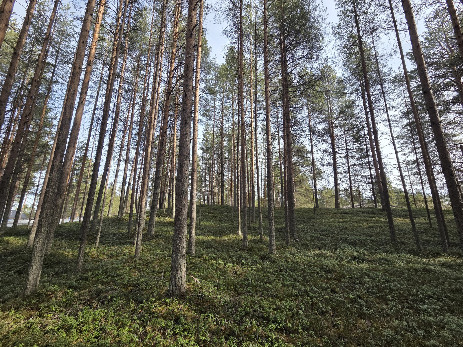 Kuva tontista. Aurinko paistaa mäntykankaalle.