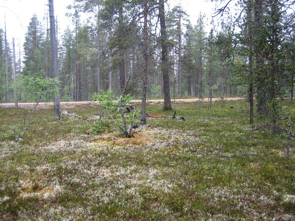 Kuva tontilta kaavatien suuntaan