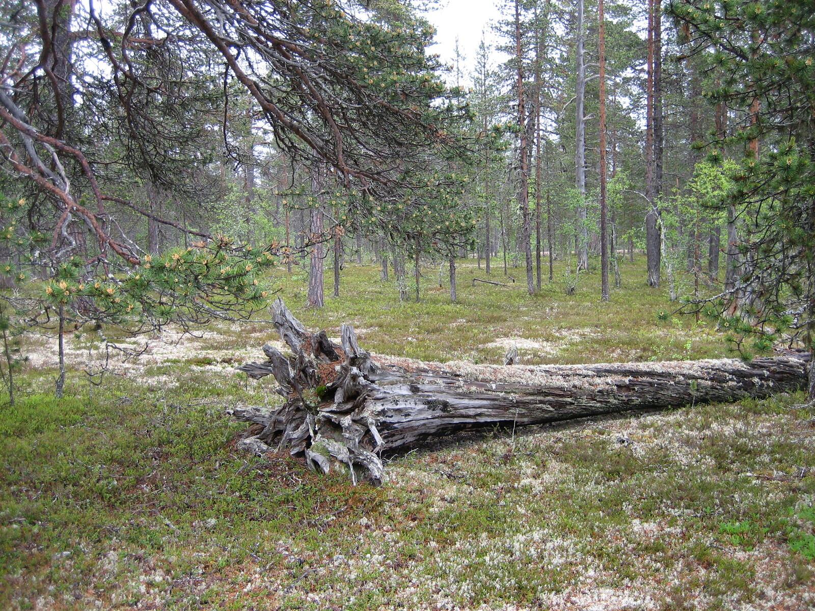 Kuva tontilta, kaatunut kelo kuvassa, mäntykangasta