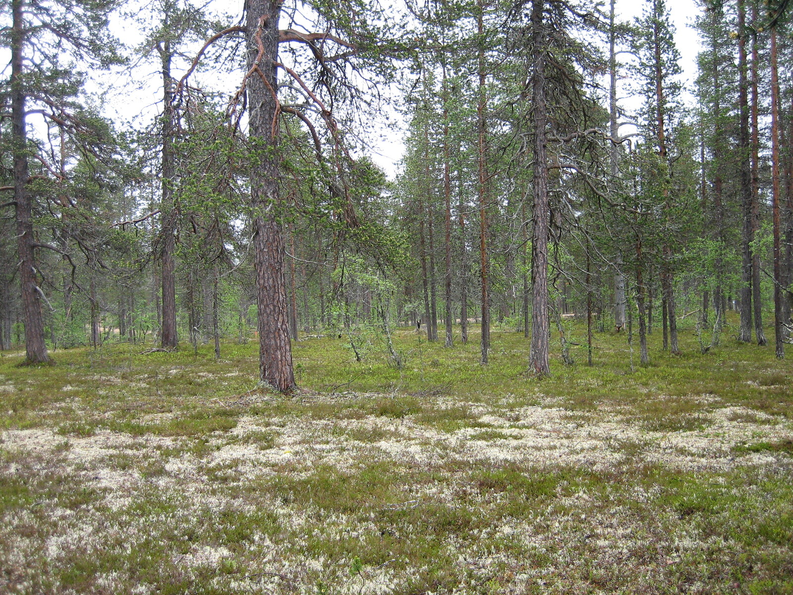 Kuva tontilta, mäntykangasta
