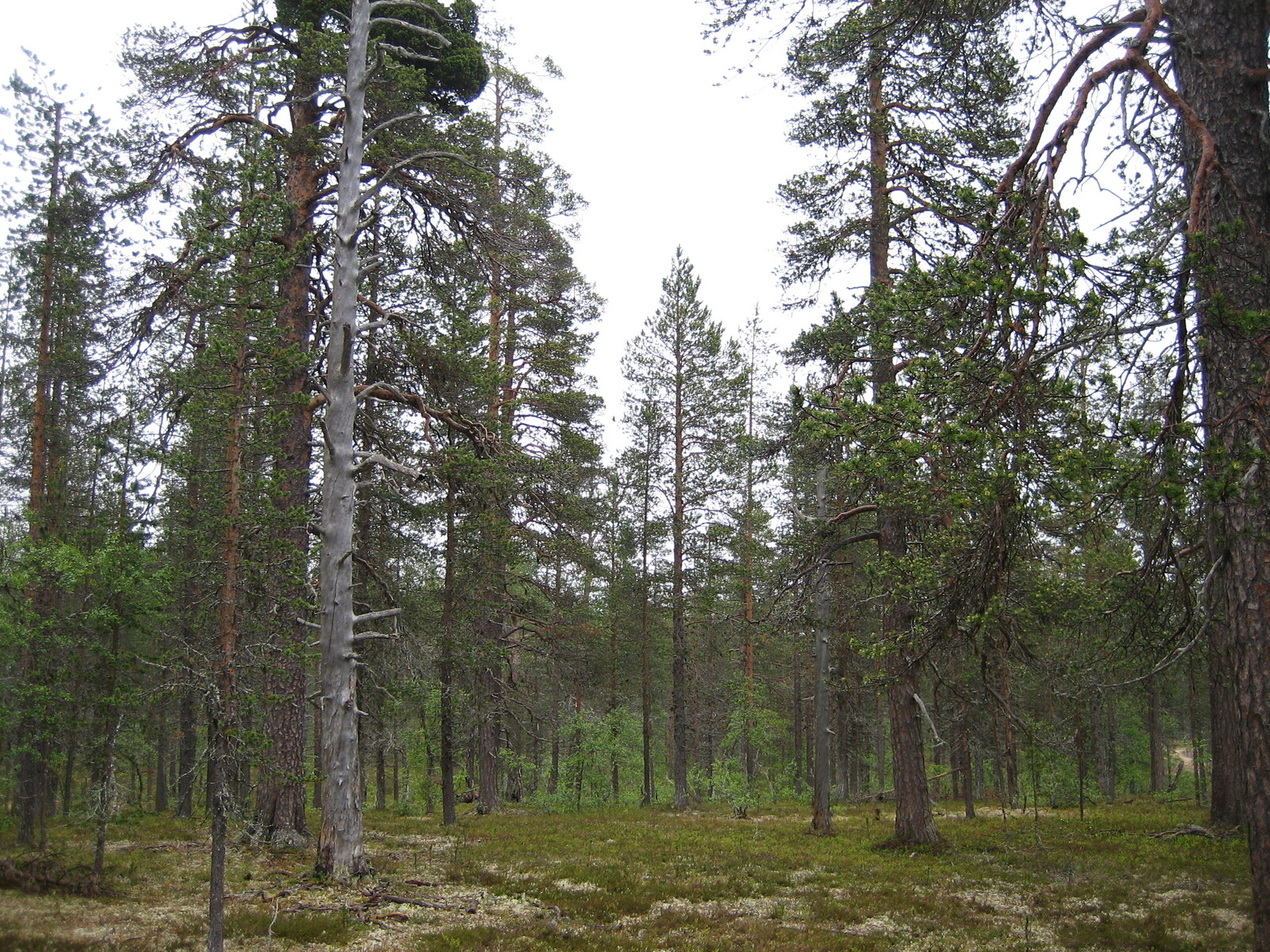 Kuva tontilta, mäntykangasta ja kelo kuvassa