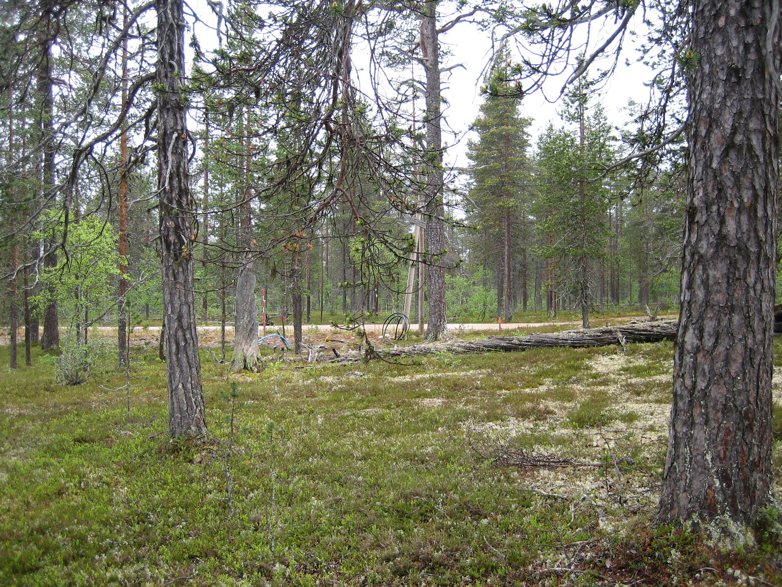 Kuva tontilta, tie taustalla
