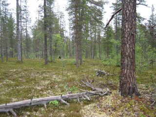 Kuva tontilta, kaatunut kelo kuvassa, mäntykangasta