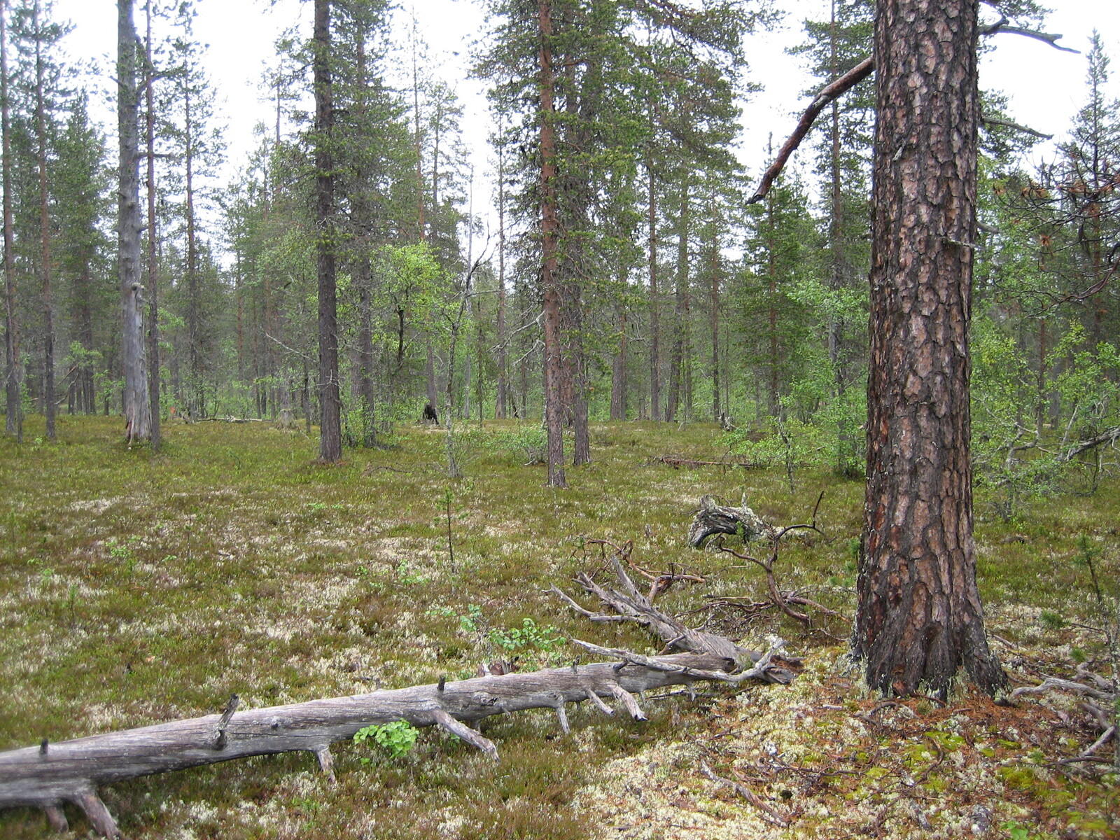 Kuva tontilta, kaatunut kelo kuvassa, mäntykangasta
