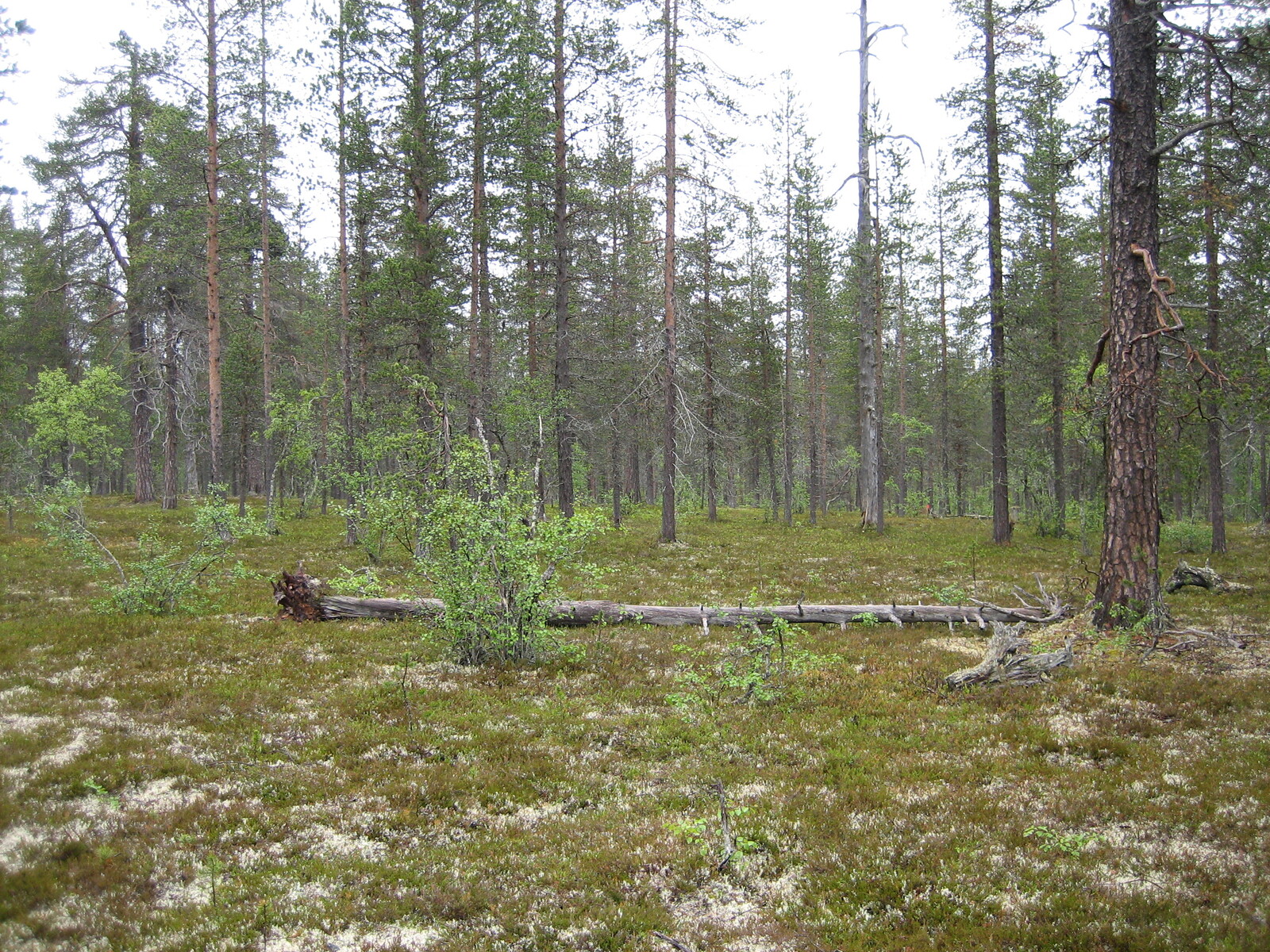 Kuva tontilta, kaatunut kelo kuvassa, mäntykangasta