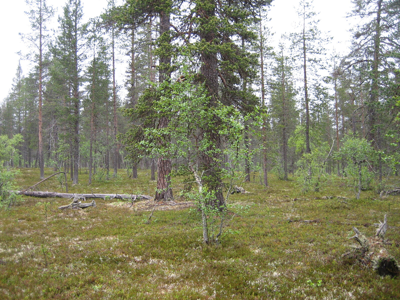 Kuva tontilta, mäntykangasta