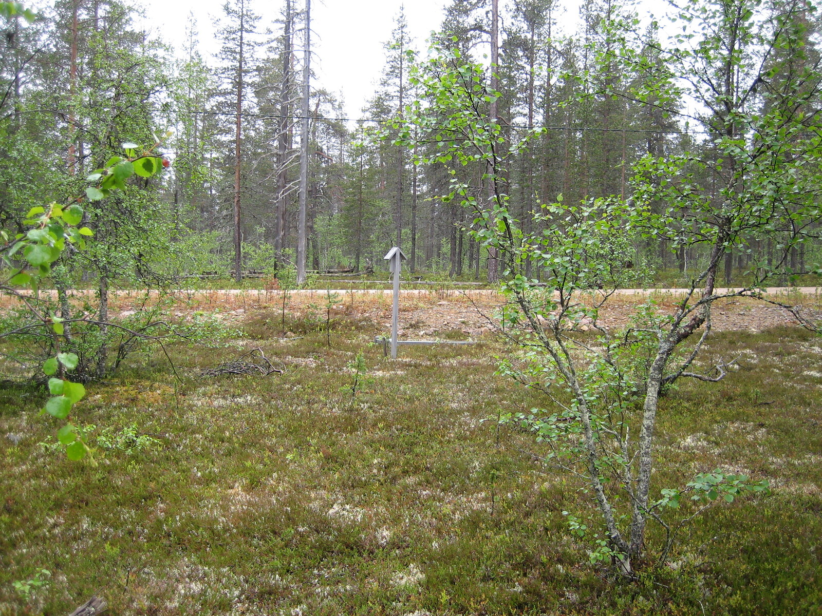 Kuva tontilta, tie taustalla, kuvattu lähempää tietä