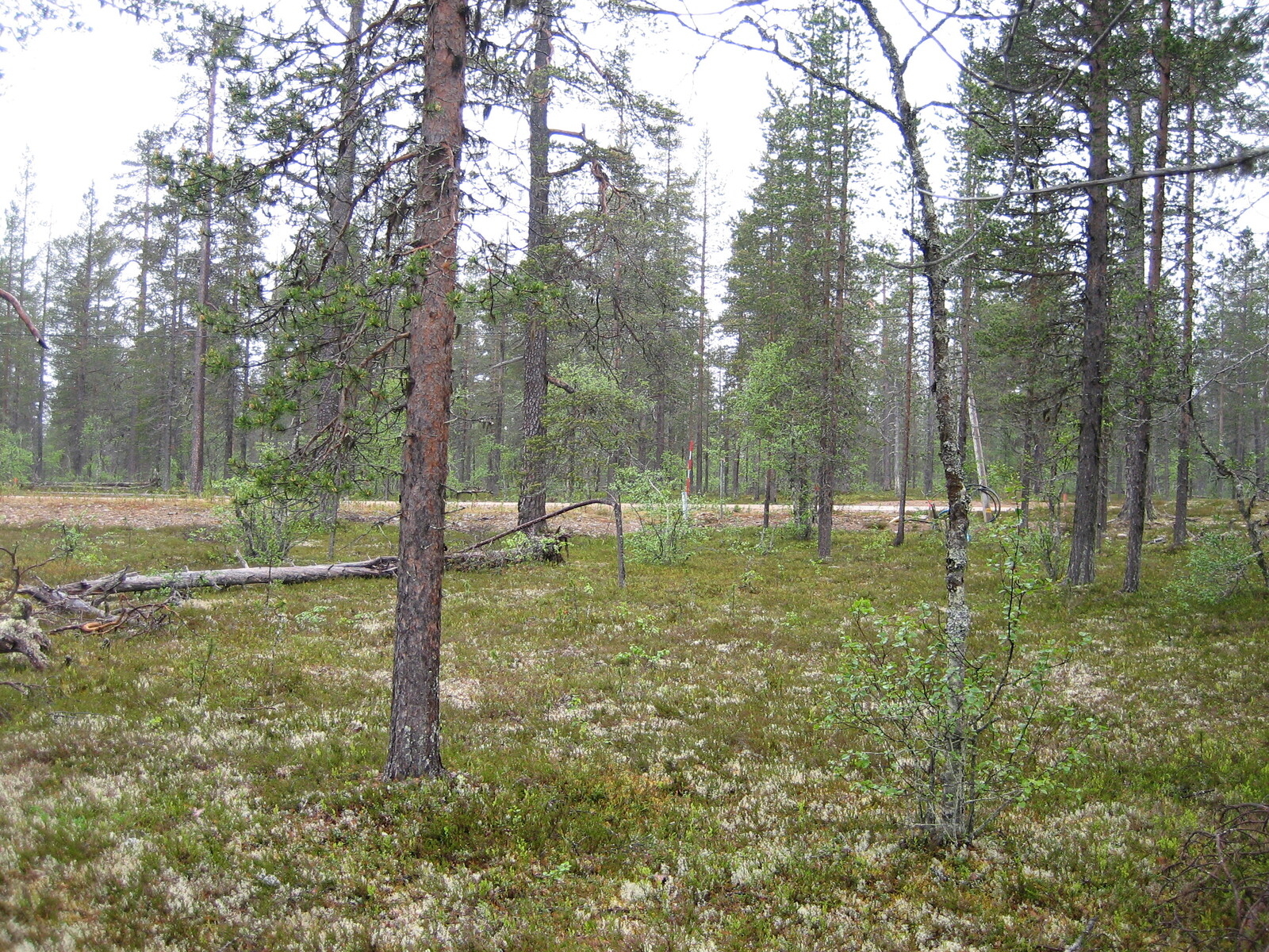 Kuva tontilta, mäntykangasta, tie taustalla