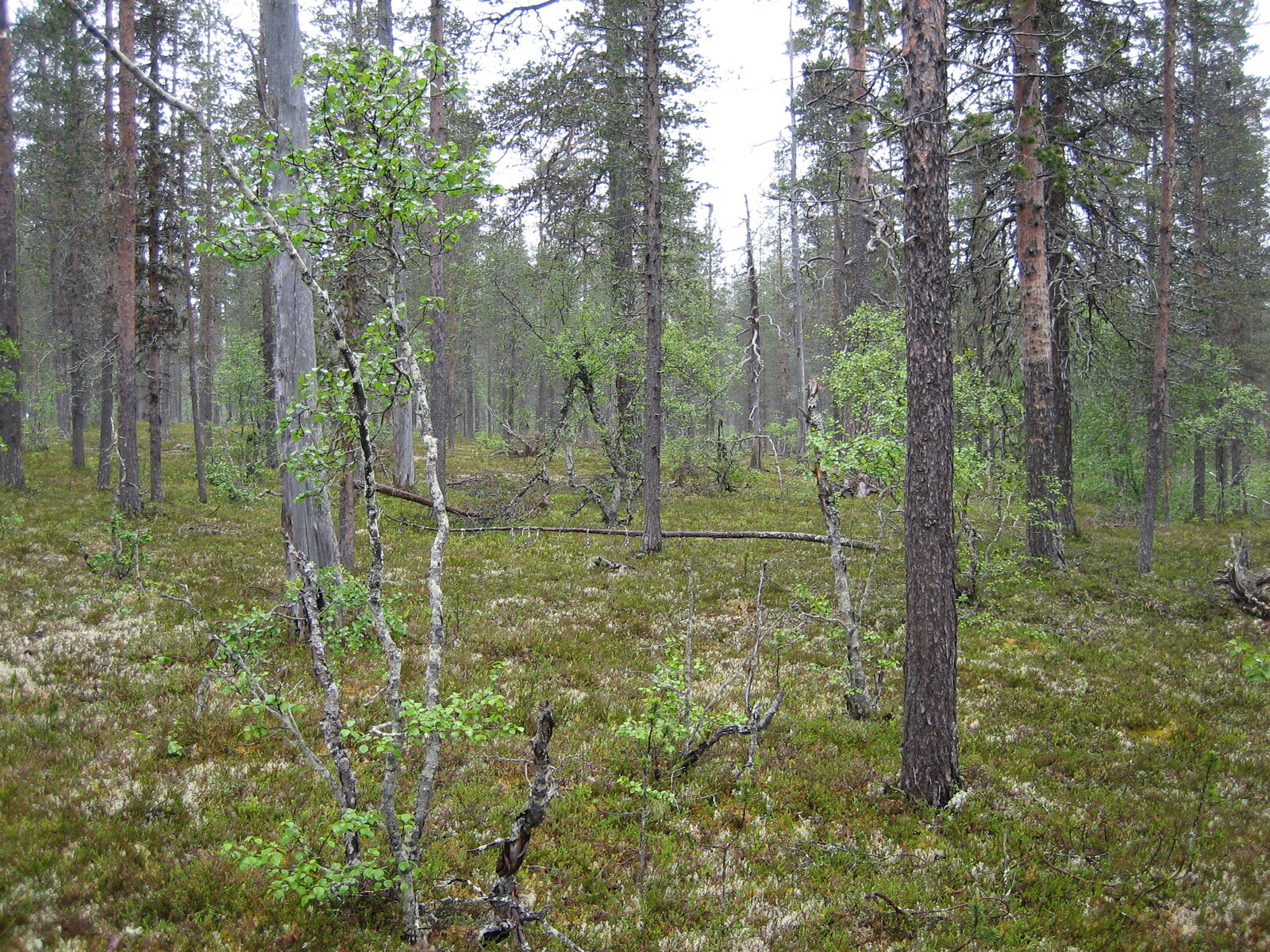 Kuva tontilta, mäntykangasta, kuvassa myös lehtipuita