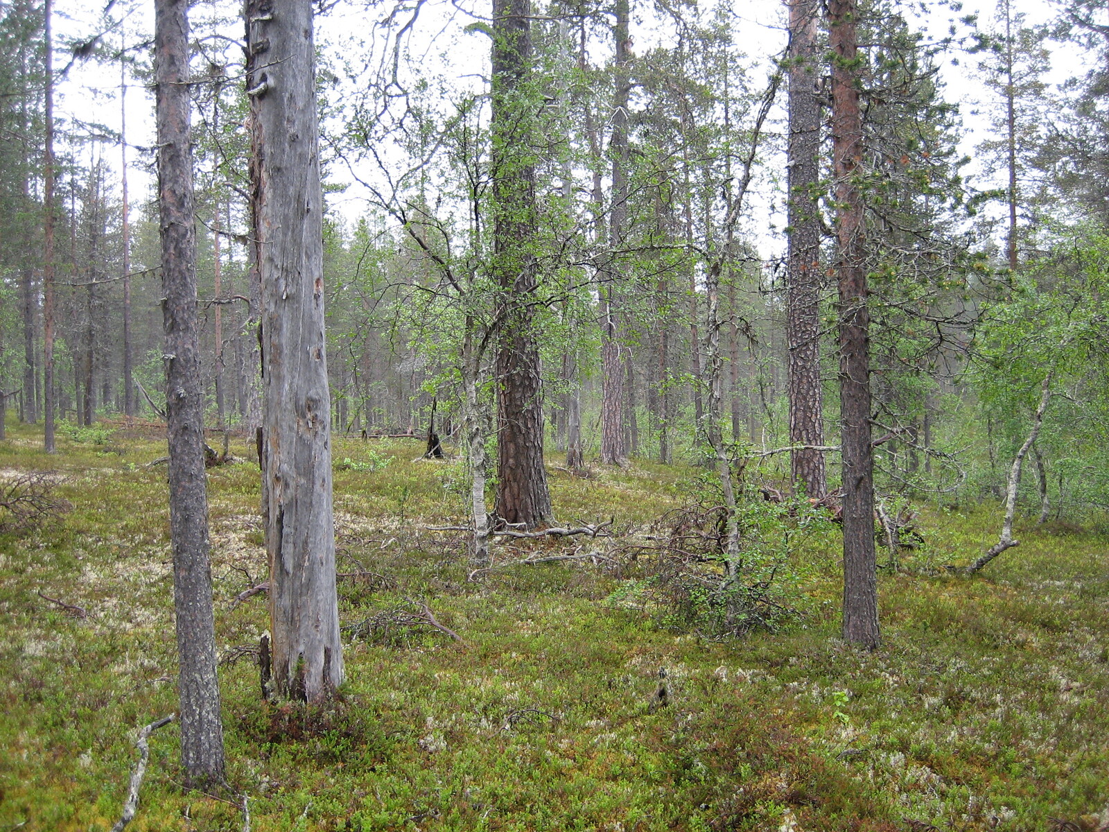 Kuva tontilta, mäntykangasta, kuvassa kelo