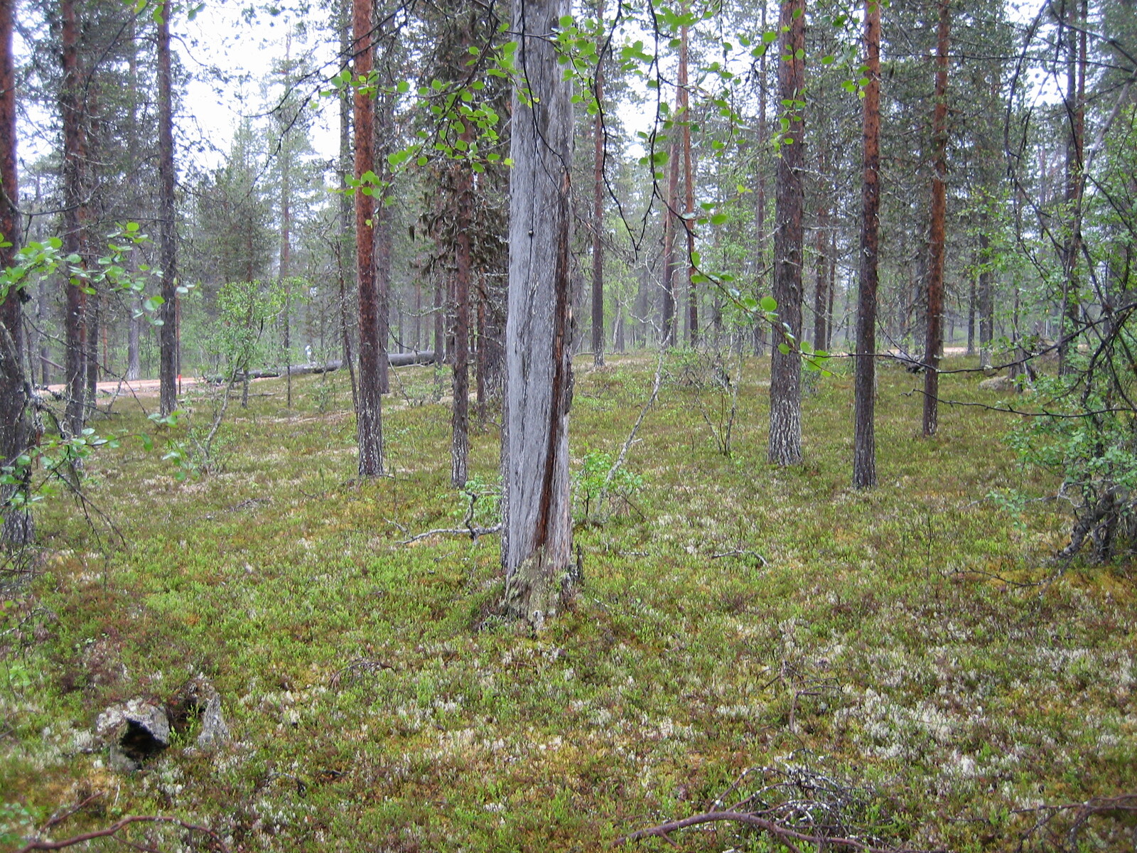 Kuva tontilta, kuvassa kelo, mäntykangasta, tie taustalla